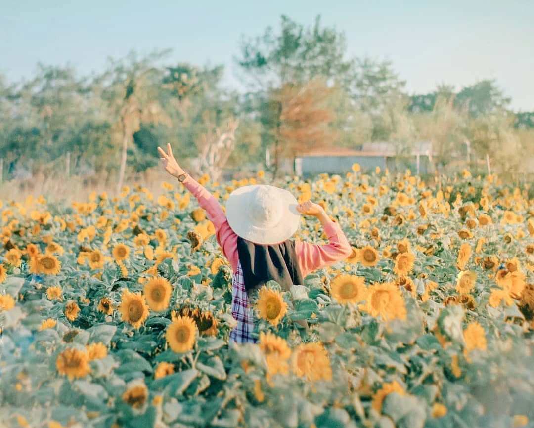 Bunga Matahari Bantul Yogyakarta